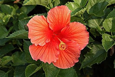 《微软飞行模拟》Xbox Series X＆S版游戏截图